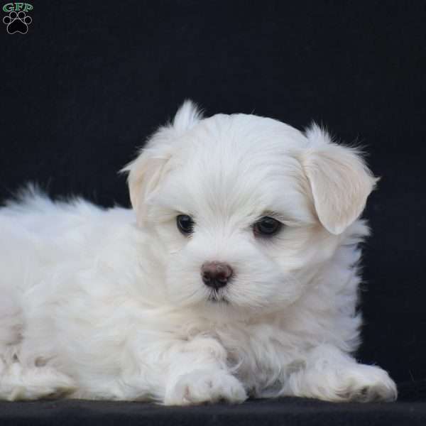 Winston, Maltese Puppy